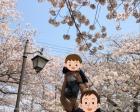春は桜、菖蒲がとてもきれいです。