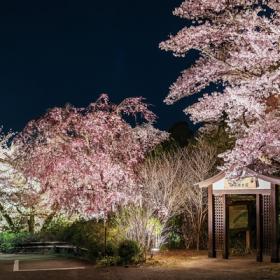 「太閤四季彩園」桜ライトアップ