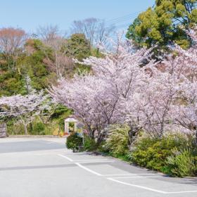 敷地内の『桜』を写メってSNS投稿！