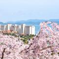 忘れられない春がくる、鳴門・花見山の桜旅