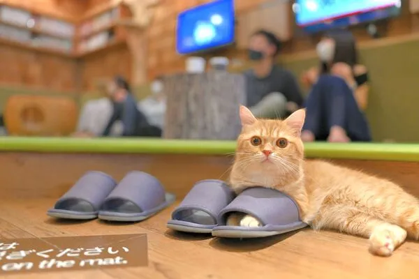 モモンガハウス(カフェ・猫) ボア茶 大サイズ(家族用) はげしく 2200円
