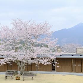 音の花束コンサート－桜の下で－