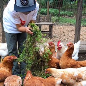 アニマルウェルフェアの鶏の餌やり&卵収穫