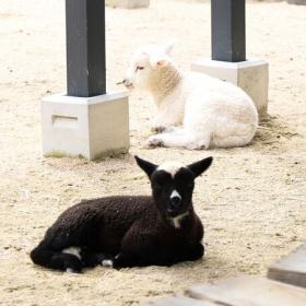 今年産まれた仔羊を見ることができます！