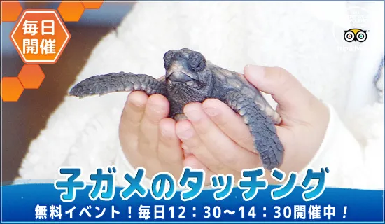 毎日開催！子ガメのタッチング♪』串本海中公園の最新情報 | 子供と