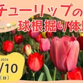 チューリップの球根掘り体験