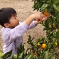 \事前予約 みかん狩り体験☆/