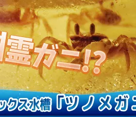 ハロウィン水槽「ツノメガニ」10月末迄!