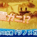 ハロウィン水槽「ツノメガニ」10月末迄！