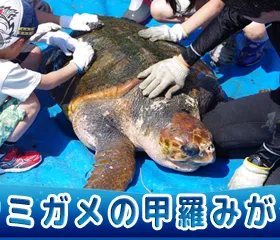 (10/25開催)ウミガメ甲羅みがき体験