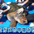 （10/25開催）ウミガメ甲羅みがき体験