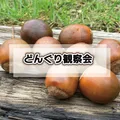 どんぐり観察会　11/7（土）22（日）