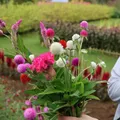花摘み園11/8（日）15（日）