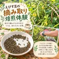 えびす茶摘み取り・焙煎体験2026.11