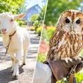 ヤギのお散歩＆フクロウ撮影会