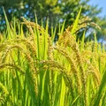 米作り体験【第3回】脱穀・精米編 11月