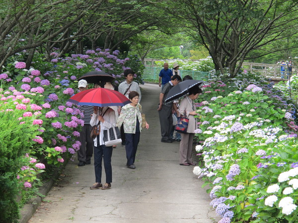 緑花センターあじさい見頃です 和歌山県植物公園緑花センターの最新情報 子供とお出かけ情報 いこーよ