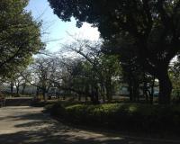 【ユーザ投稿】 台東区立隅田公園は、東京都台東区を流れる隅田川に沿って伸びる、自然いっぱいの公園です！
公園内には緑がたくさんあり、「都会のオアシス」のような公園です。
なかは広々としていて、特に平日は人も少ないので、のーんびり過ごせます。
段差がないので、ベビーカーを押しながらでもスイスイ歩けちゃいます。

この日はラッキーなことに、新郎新婦の写真撮影の現場に遭遇！(タイトル写真)
どでかいスカイツリーを背に、とっても幸せそうなご様子でした。

私も、パパと結婚したときのことを思い出して、幸せな気分になりました♡