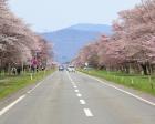 静内二十間道路桜並木