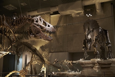 恐竜の化石など貴重な展示に親子でドキドキ