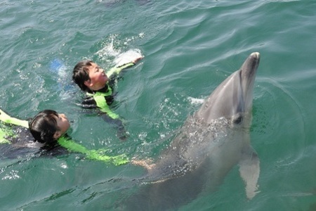イルカと一緒に泳げる！