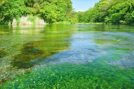 柿田川湧水の環境を守るお仕事をしよう