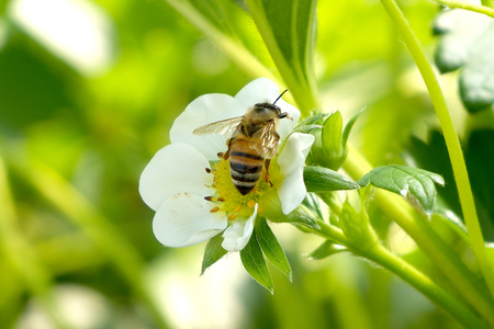 ミツバチの安全性について